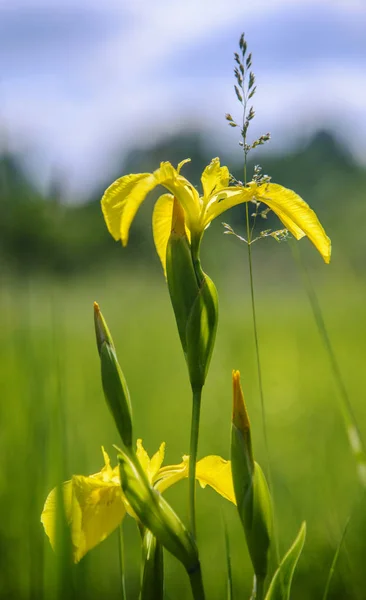 Gula Irisar Mot Oskärpa Natur Bakgrund Detta Vild Iris Iris — Stockfoto