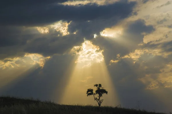 Rays of sun burst through the clouds and illuminated a lone tree.