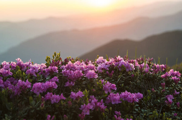 Pink rhododendrons flowers (Rhododendron myrtifoliumkotschyi or kotschyi) against sunlit mountains silhouettes. In Ukraine, these flowers are called "chervona ruta".