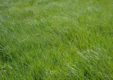Çayır yüksek yeşil çim ile. Çim rüzgarda yaslanmış.
