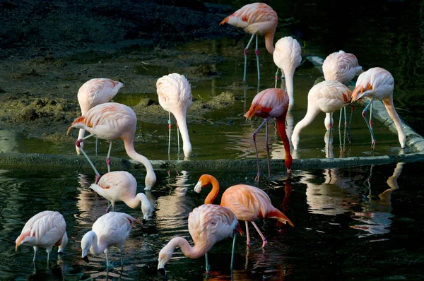 Stada Flamingów Zoo Ptaki Szukają Pożywienia Stawie — Zdjęcie stockowe