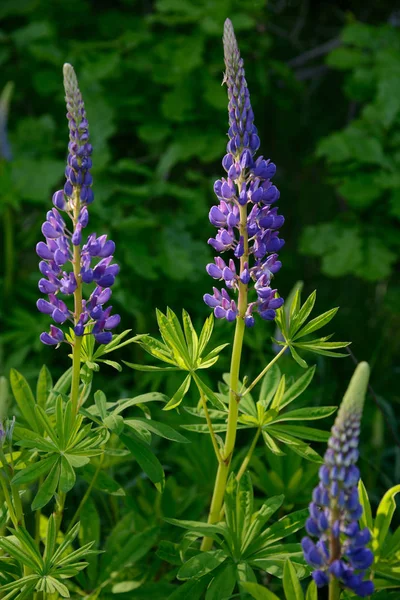 Lupin Violet Fleurs Sur Fond Feuillage Vert — Photo
