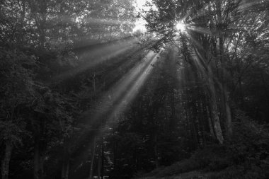 Güneş ışınları orman içinde. Tek renkli görüntü.