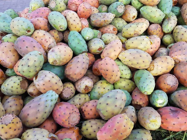 Muitos Frutos Opuntia Cactus Pêra Espinhosa — Fotografia de Stock