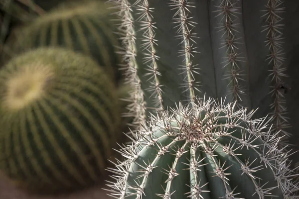 Different Kinds Cacti One Place — Stock Photo, Image