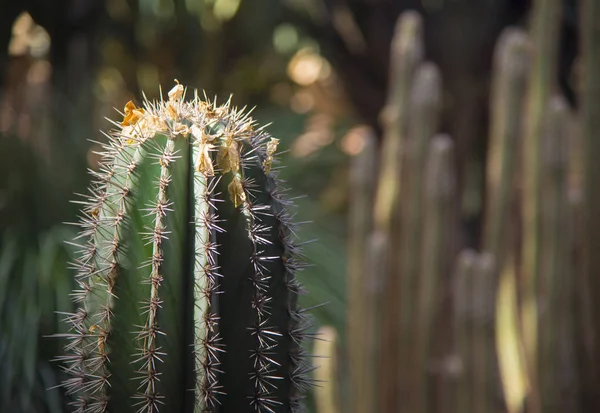 Cactus Sun Glare Anather Kind Cactus Seen Background — Stock Photo, Image