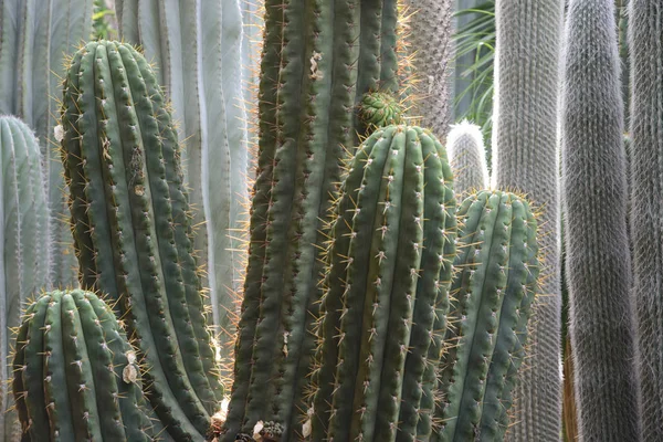 Различные Кактусы Крупным Планом Majorel Сад Jardin Majorelle Использован Качестве — стоковое фото