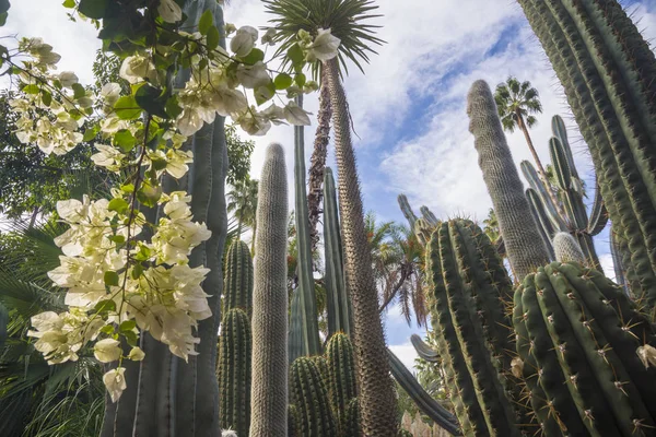 Cacti, palms and bougainvillea against the sky. Lush vegetation of Majorel garden (Jardin Majorelle).