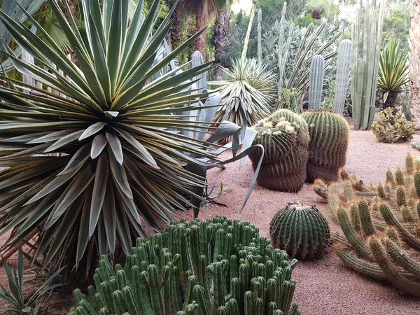 Cacti 和其他南方植物在 Majorelle 摩洛哥 马拉喀什 — 图库照片