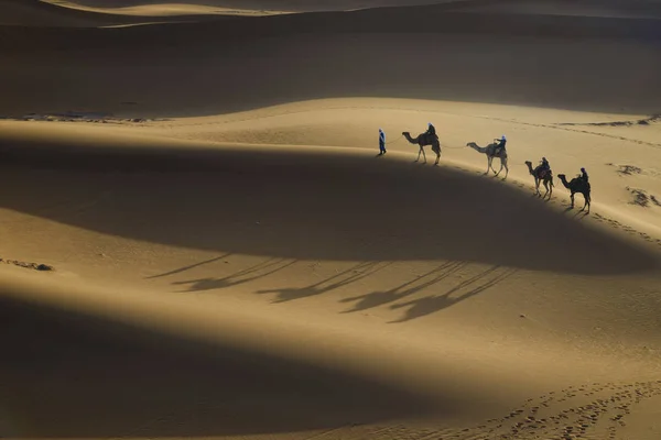 Sand desert. Camel caravan among the dunes. Long shadows of camels in the center of composition.