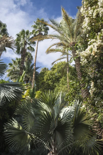 Majorelle Bahçede Yemyeşil Bitki Örtüsü Fas Marrakesh — Stok fotoğraf