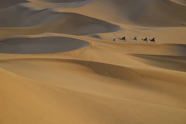 Caravana Camellos Con Una Manada Entre Las Dunas Arena — Foto de Stock