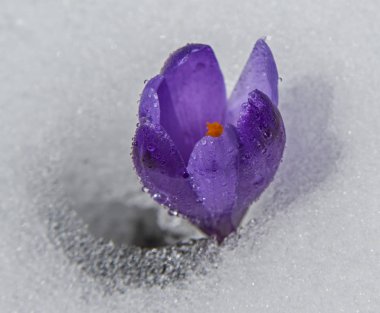Kar ile çevrili çiçek açan Crocus