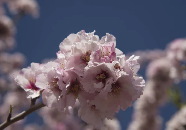 Almendra en flor sobre fondo de cielo azul — Foto de Stock