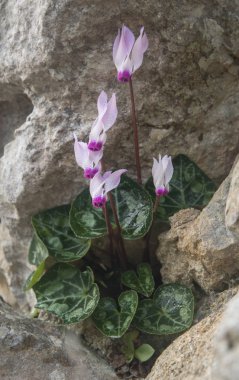 Kayadaki Siklamenler