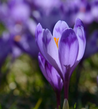 Crocuses arka planda crocus