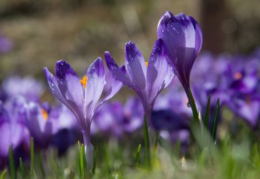Crocuses Glade