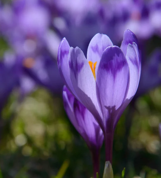 Crocus på krokusar bakgrund — Stockfoto