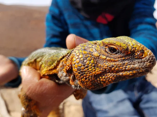 Iguana in someone's hands — Stock Photo, Image