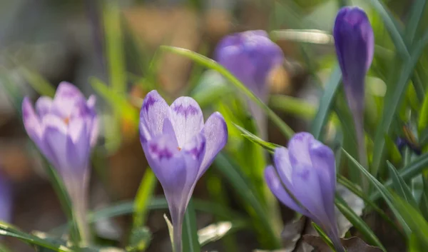 Purple crocuses mixed with green leaves — Stock Photo, Image