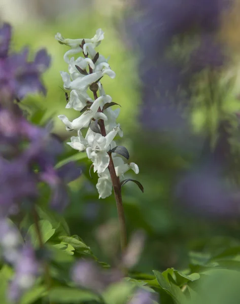 Branco flor birthwort — Fotografia de Stock