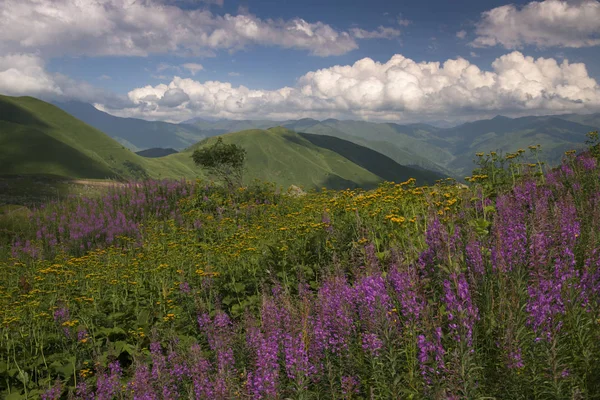 Tierras altas florecientes — Foto de Stock