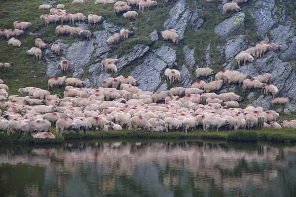 Sheep grazing in mountains — Stock Photo, Image