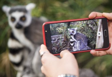 Birisi telefonla lemur fotoğrafı çekiyor.