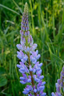 Doğa yeşil arka plan karşı Lupine çiçek