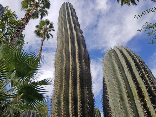 Cacti og palmer i Majorelle-hagen – stockfoto