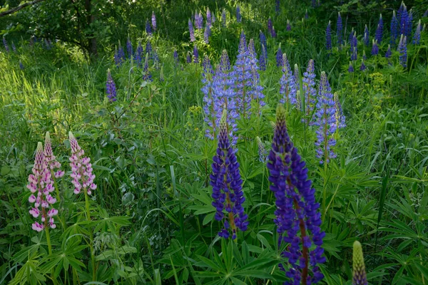 Doğada çok renkli lupine çiçekleri — Stok fotoğraf