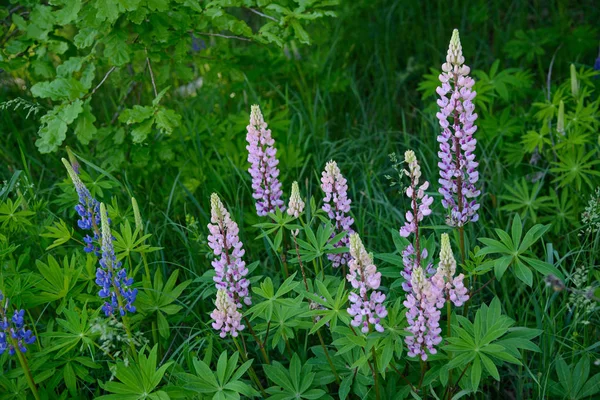 Różowe i niebieskie kwiaty Lupine między zielonymi liści — Zdjęcie stockowe