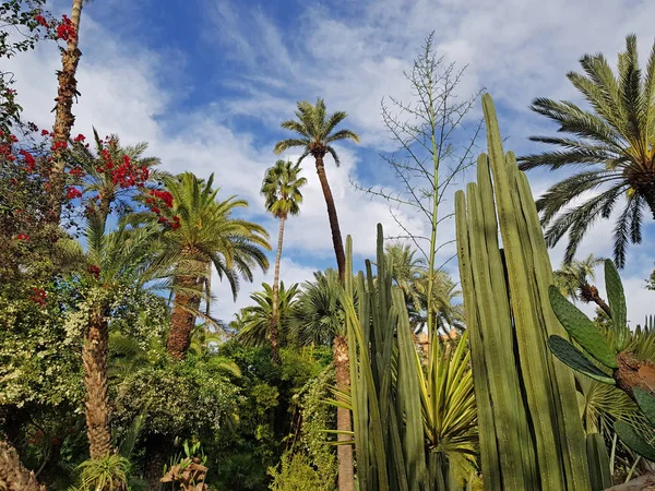 Пышная растительность в саду Majorelle - Марокко — стоковое фото
