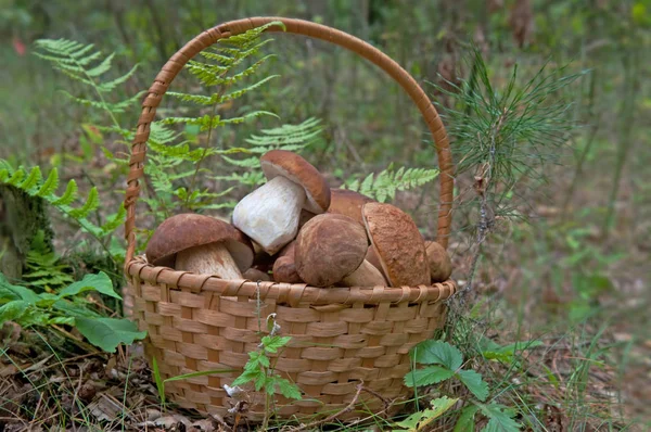 超级美味蘑菇篮子 — 图库照片