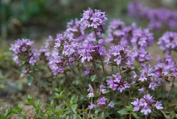 Thymian - Kräuterpflanze und Gewürz — Stockfoto