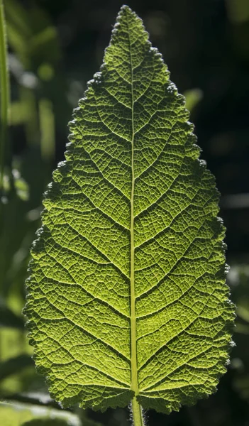 Zielony liść w podświetlenie — Zdjęcie stockowe