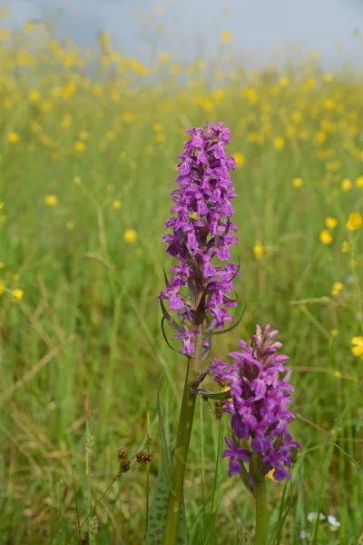 Purpurové orchideje na žluté louce — Stock fotografie