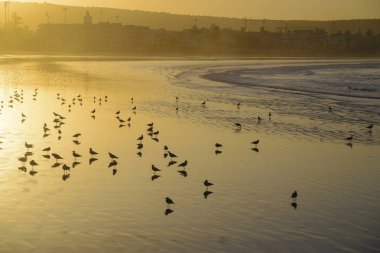 Sunrise... Okyanusun alçak gelgit martılar
