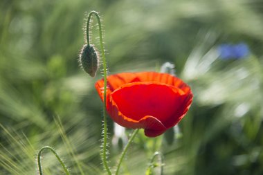 Tomurcuklu kırmızı haşhaş çiçeği
