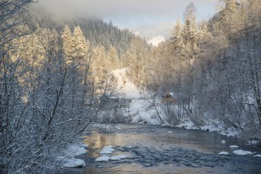 Mavi nehir yakınındaki karla kaplı ağaçlar