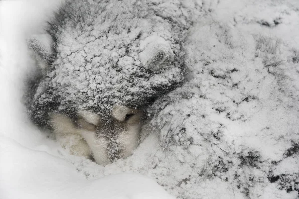 Dog sleeps buried in snow