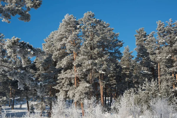 Orman ve mavi gökyüzü buzlu — Stok fotoğraf