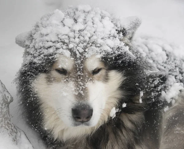 Sneeuwbedekte pluizige hond — Stockfoto