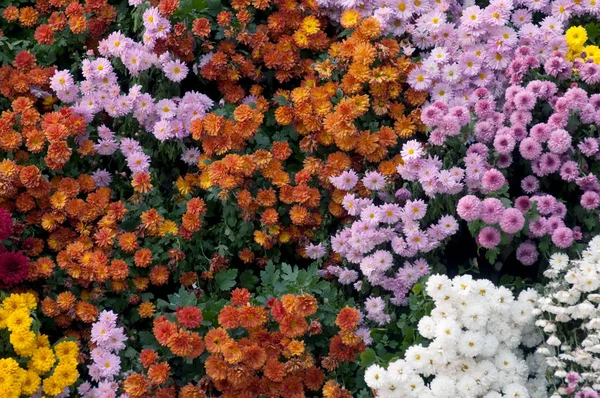Crisântemos multicoloridos — Fotografia de Stock