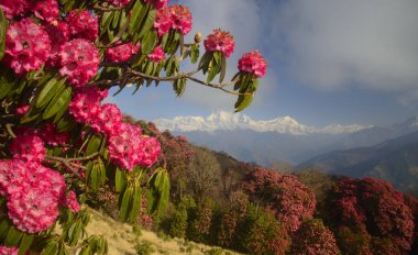 Himalayalar'da Blooming Rhododendrons