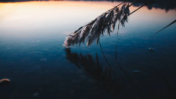 This photo was taken at sunset on the Angara River. A sprig of grass leaned toward the water, touching it.