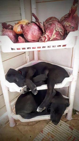 Black and white dog puppies lying and sleeping on white plastic mesh vegetable shelves with red sweet onion