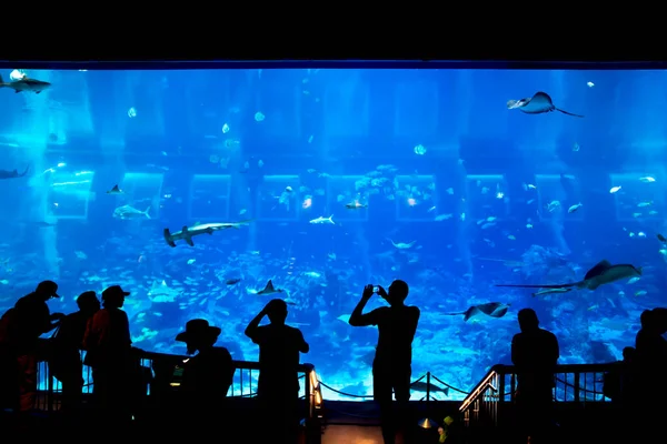 Silhuetas Pessoas Grupo Desfrutando Vistas Vida Subaquática Aquário — Fotografia de Stock