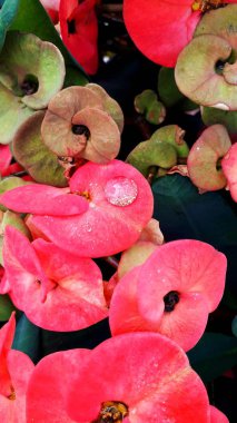 Gota De Agua En Petalo De Flor Corona De Cristo.