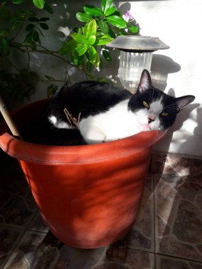 Gatita tomando el sol en una maceta